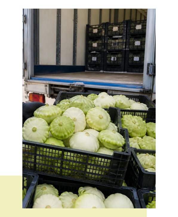 Перевозка патиссонов в Электросталь с гарантией сохранности